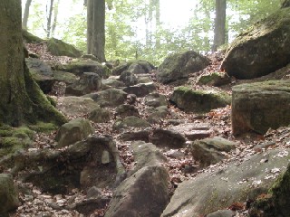 Pfälzerwald – Wo sich Natur frei entfaltet