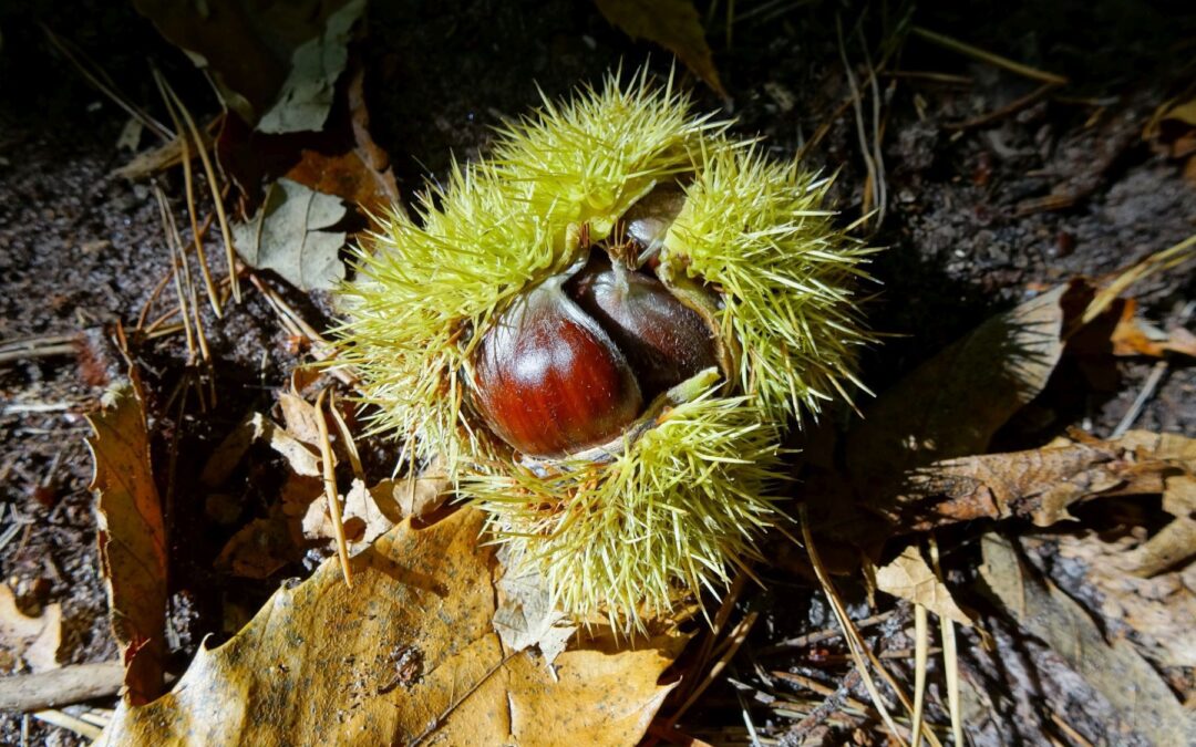 Esskastanien sammeln: Herbstgenuss aus der Westpfalz