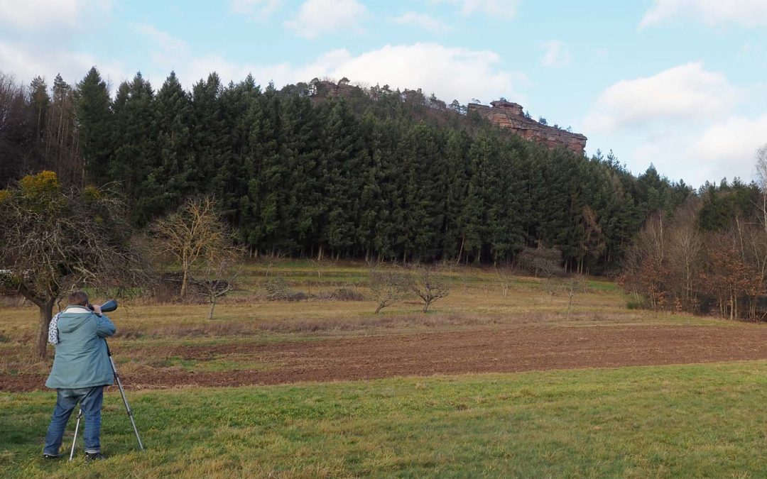 Den Wanderfalken auf der Spur