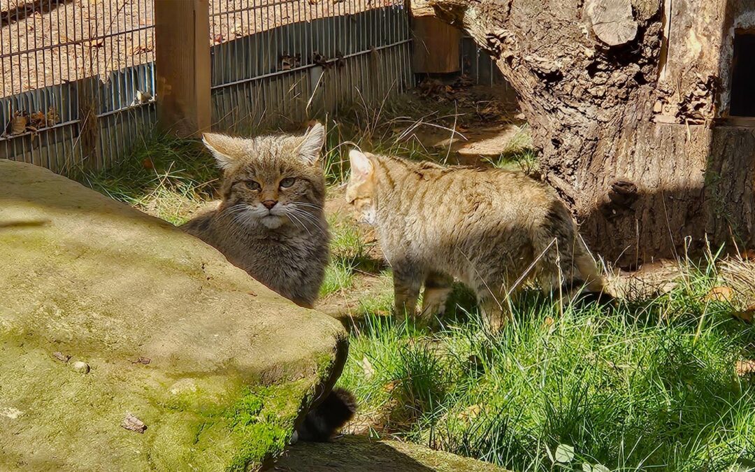 Ein Lauterer kehrt heim – mit einer Wildkatze im Gepäck