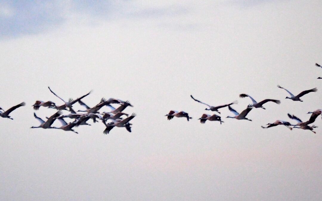 Die Kraniche sind unterwegs: 60.000 Vögel rasten am Lac du Der